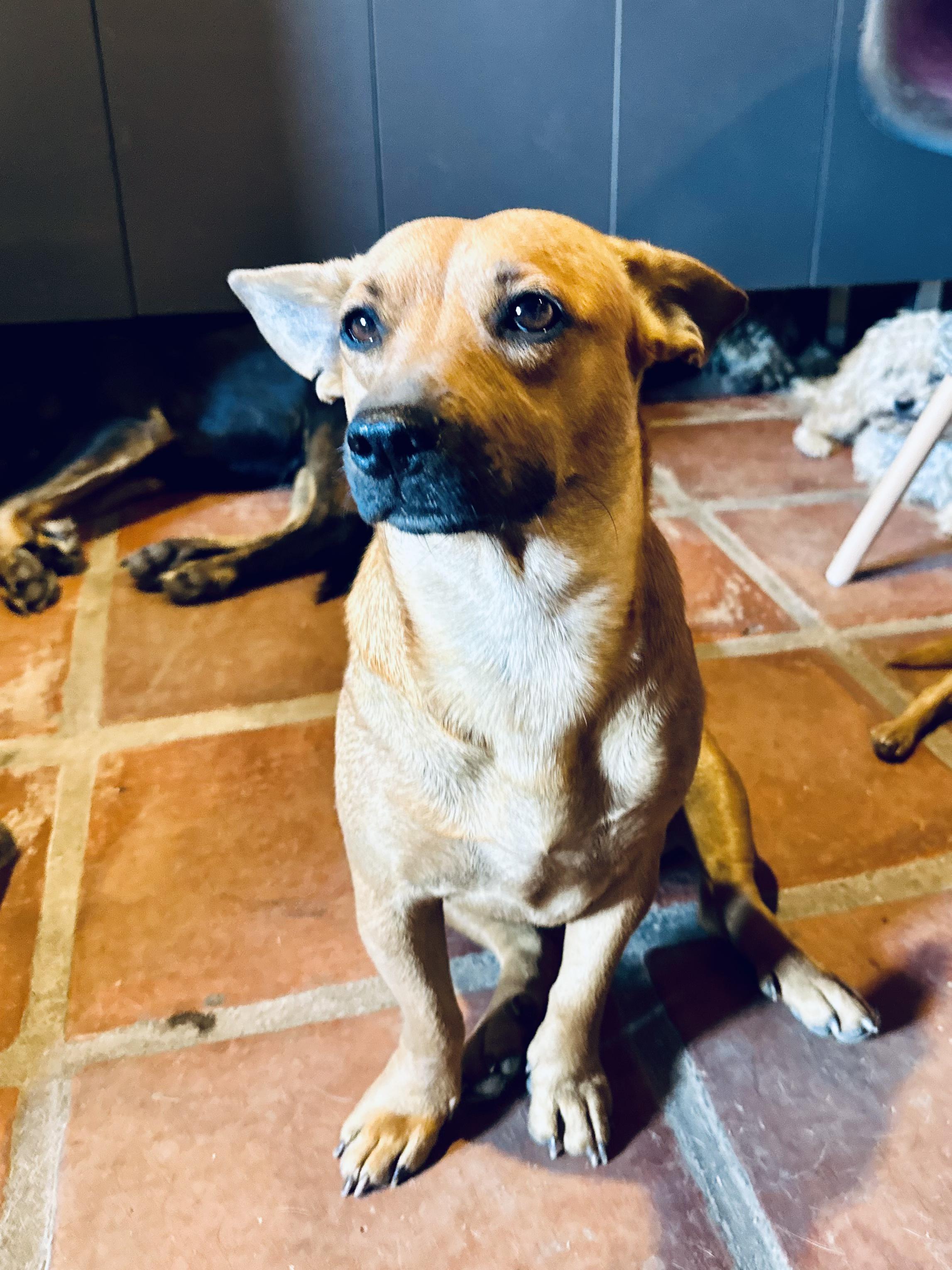 Fern, Adoptable, Adult Female Mixed Breed.