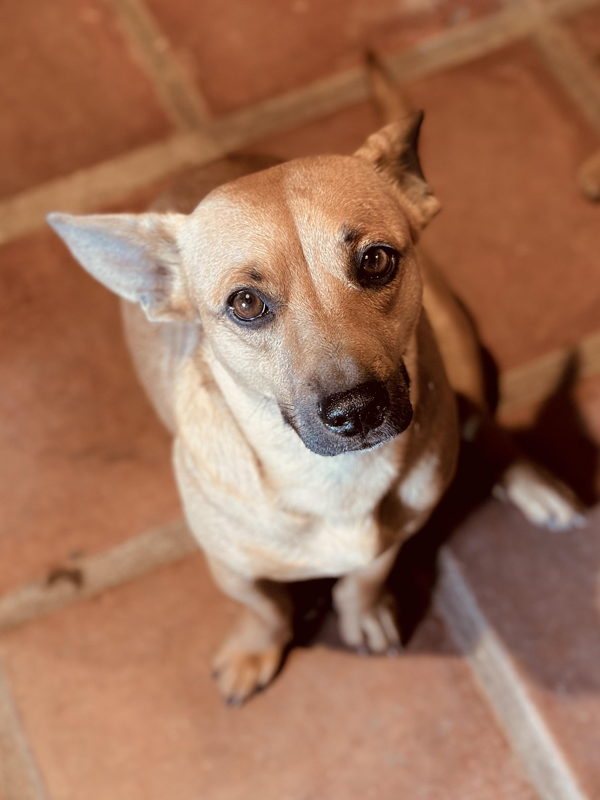 Fern, a Adoptable Mixed Breed in Encino, CA image 2/6