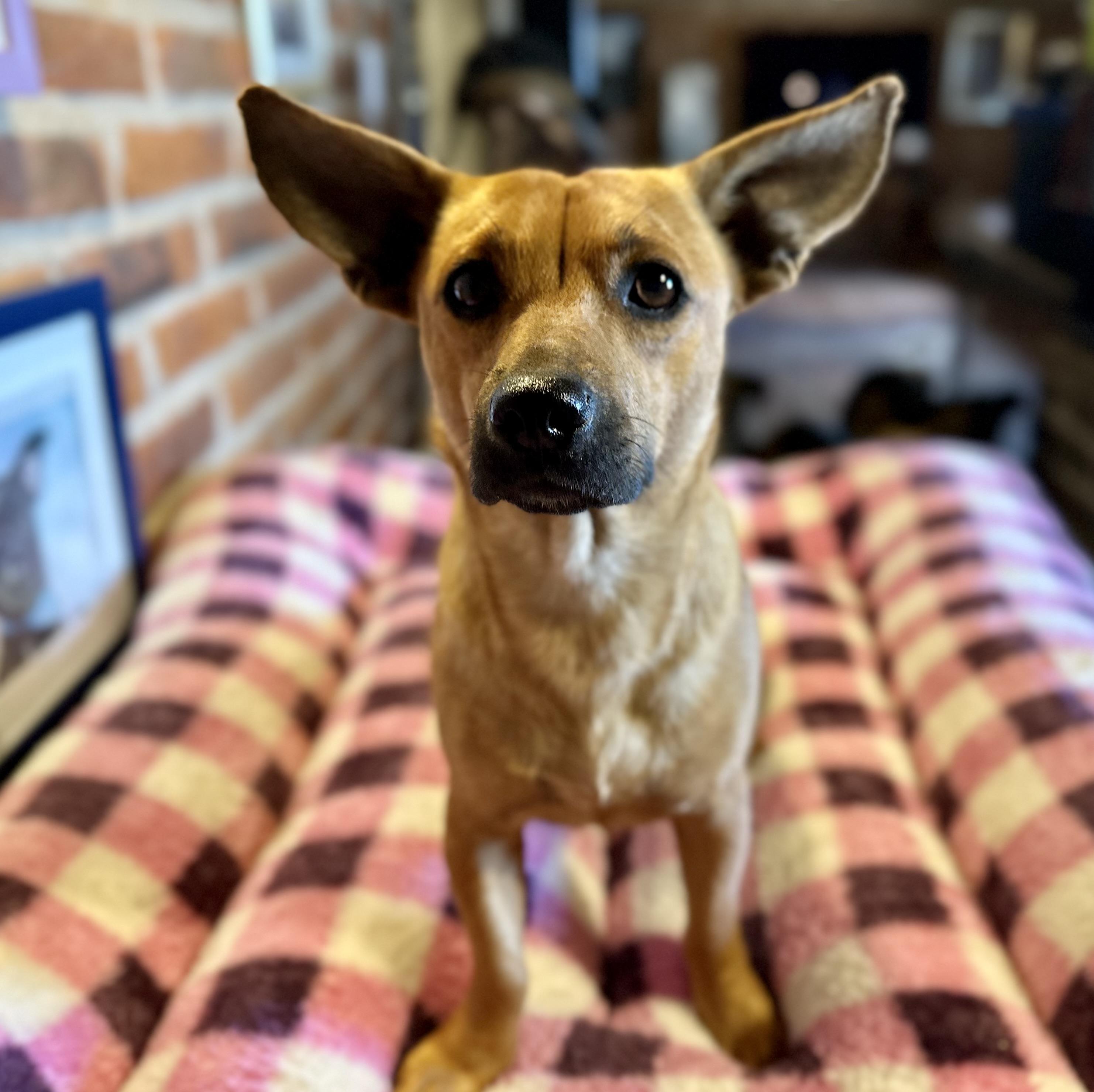 Enlarge Fern, a Adoptable Mixed Breed in Encino, CA image 1/6