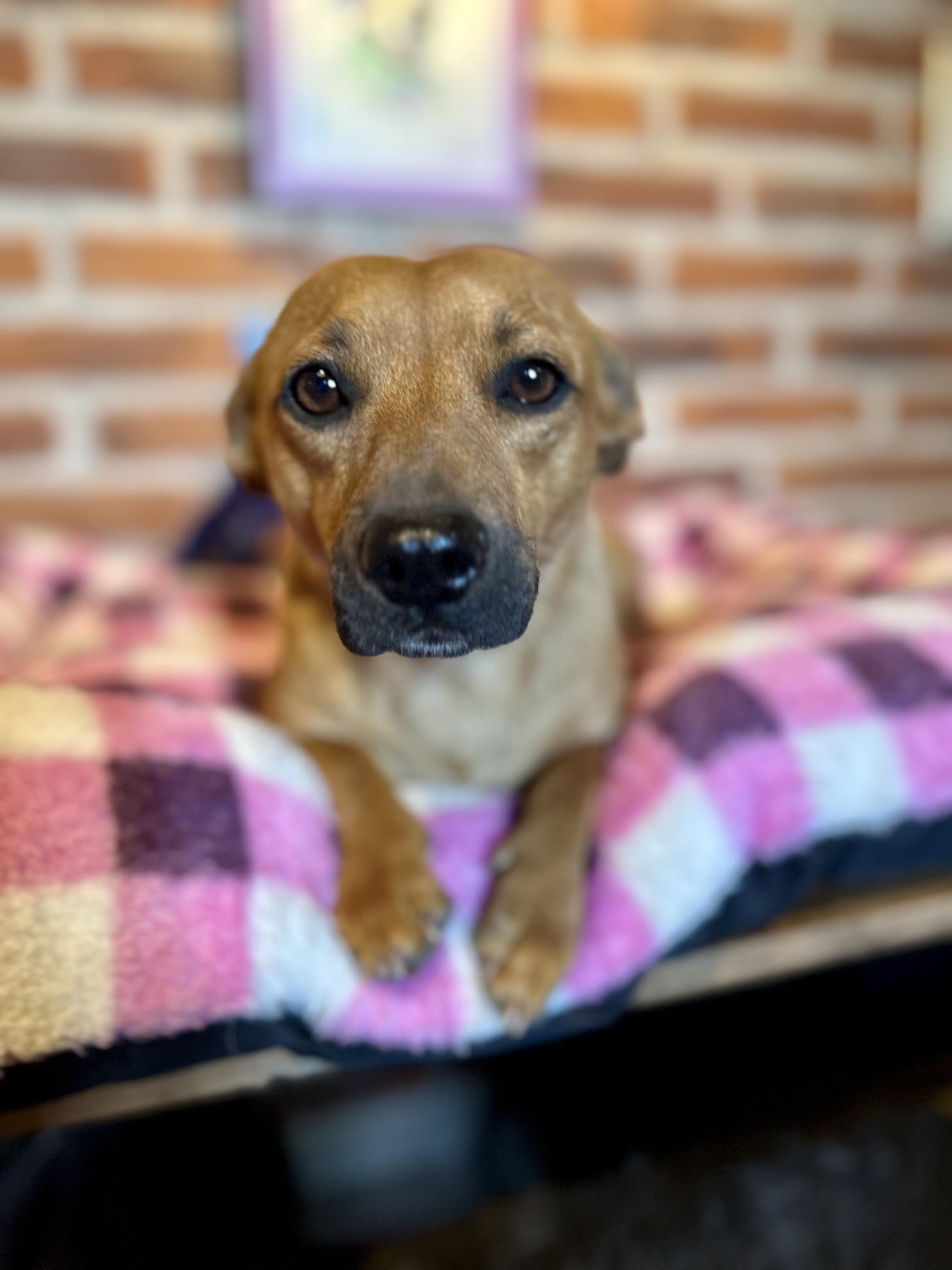 Enlarge Fern, a Adoptable Mixed Breed in Encino, CA image 2/6