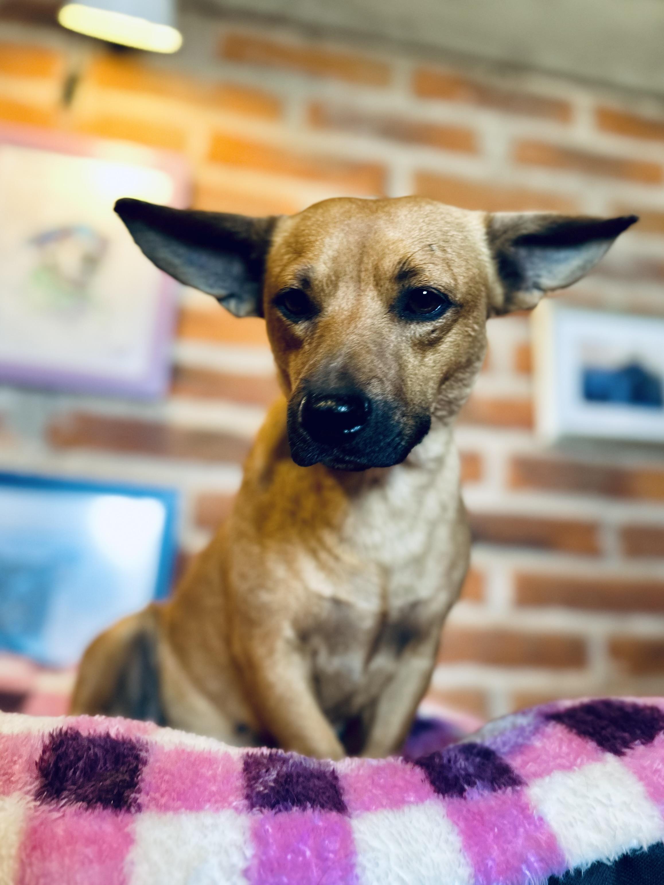 Enlarge Fern, a Adoptable Mixed Breed in Encino, CA image 5/6