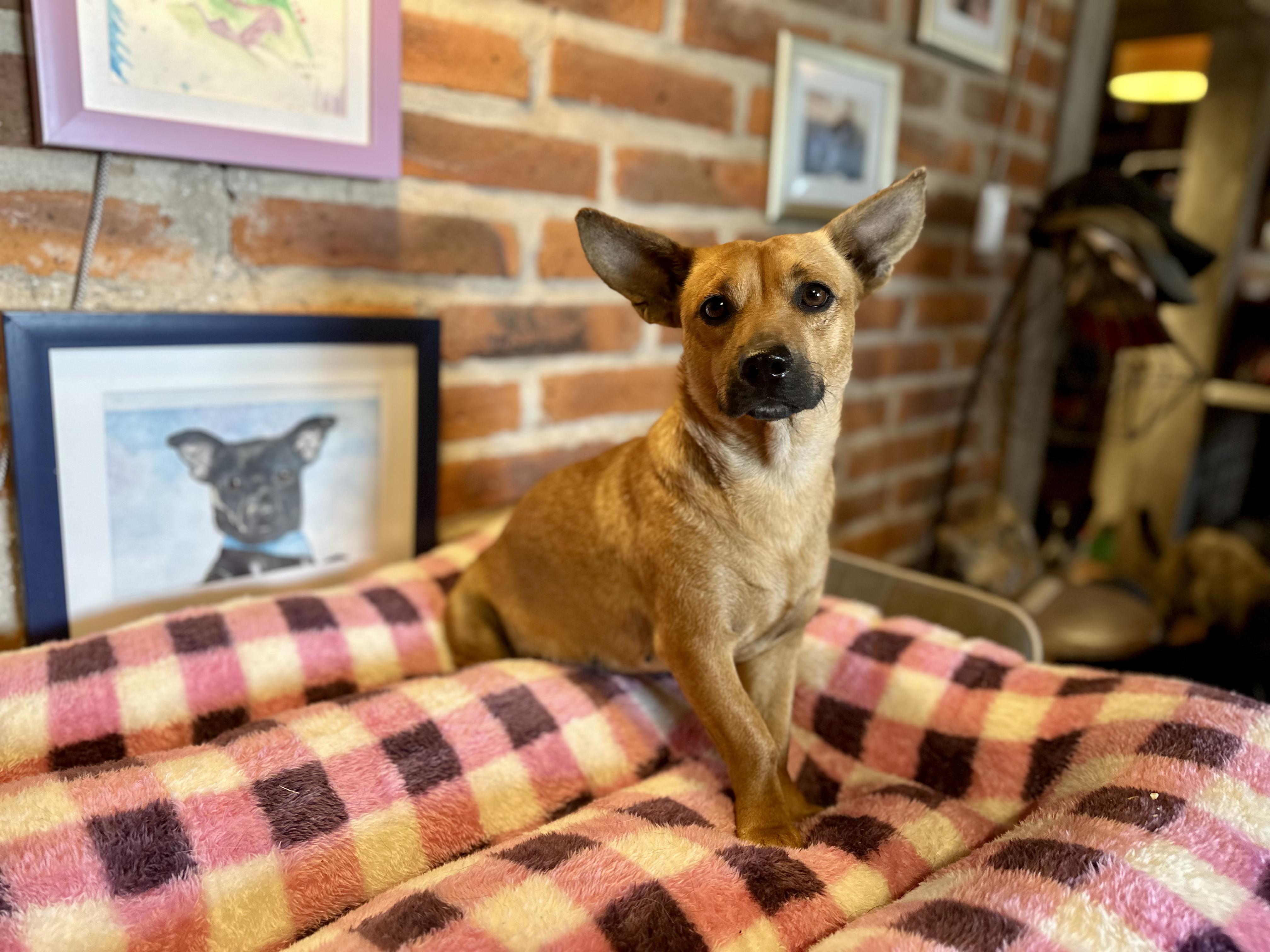 Enlarge Fern, a Adoptable Mixed Breed in Encino, CA image 3/6