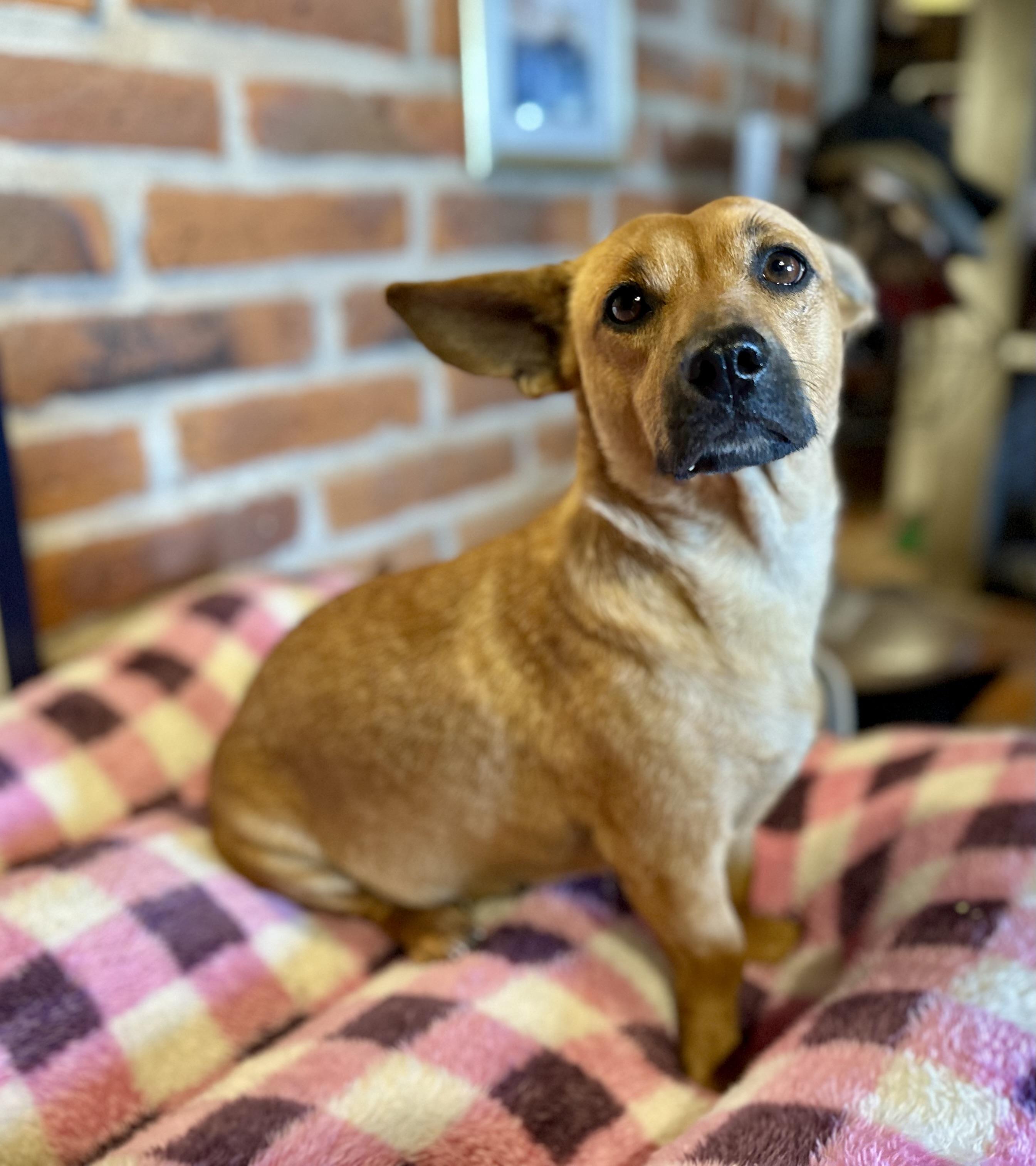 Enlarge Fern, a Adoptable Mixed Breed in Encino, CA image 4/6