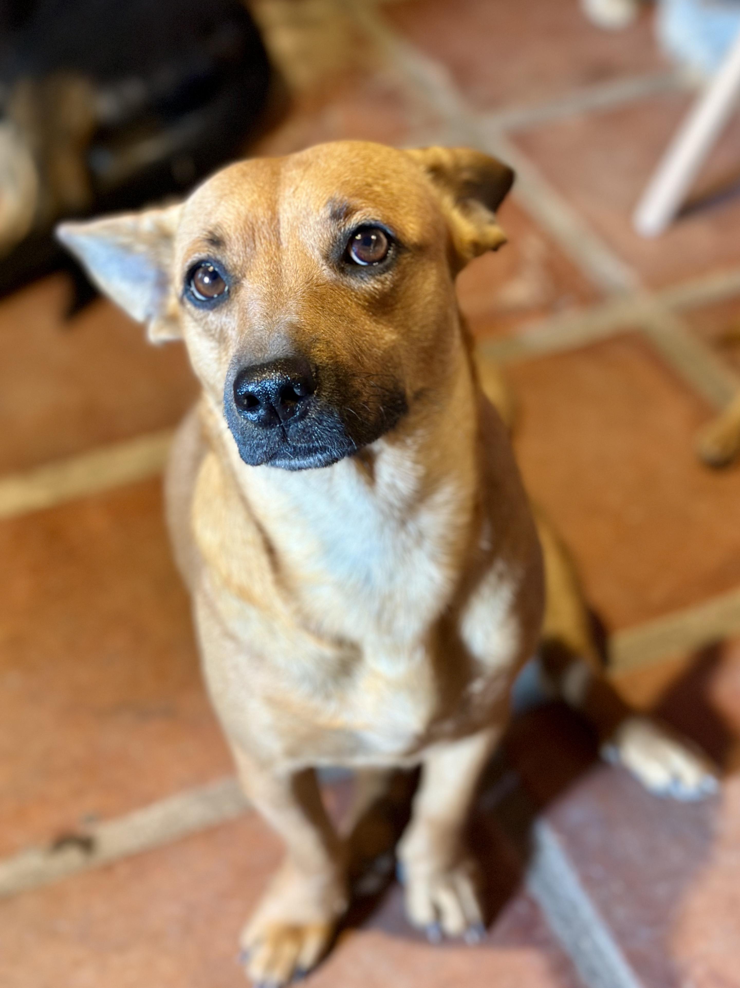 Fern, a Adoptable Mixed Breed in Encino, CA image 5/6