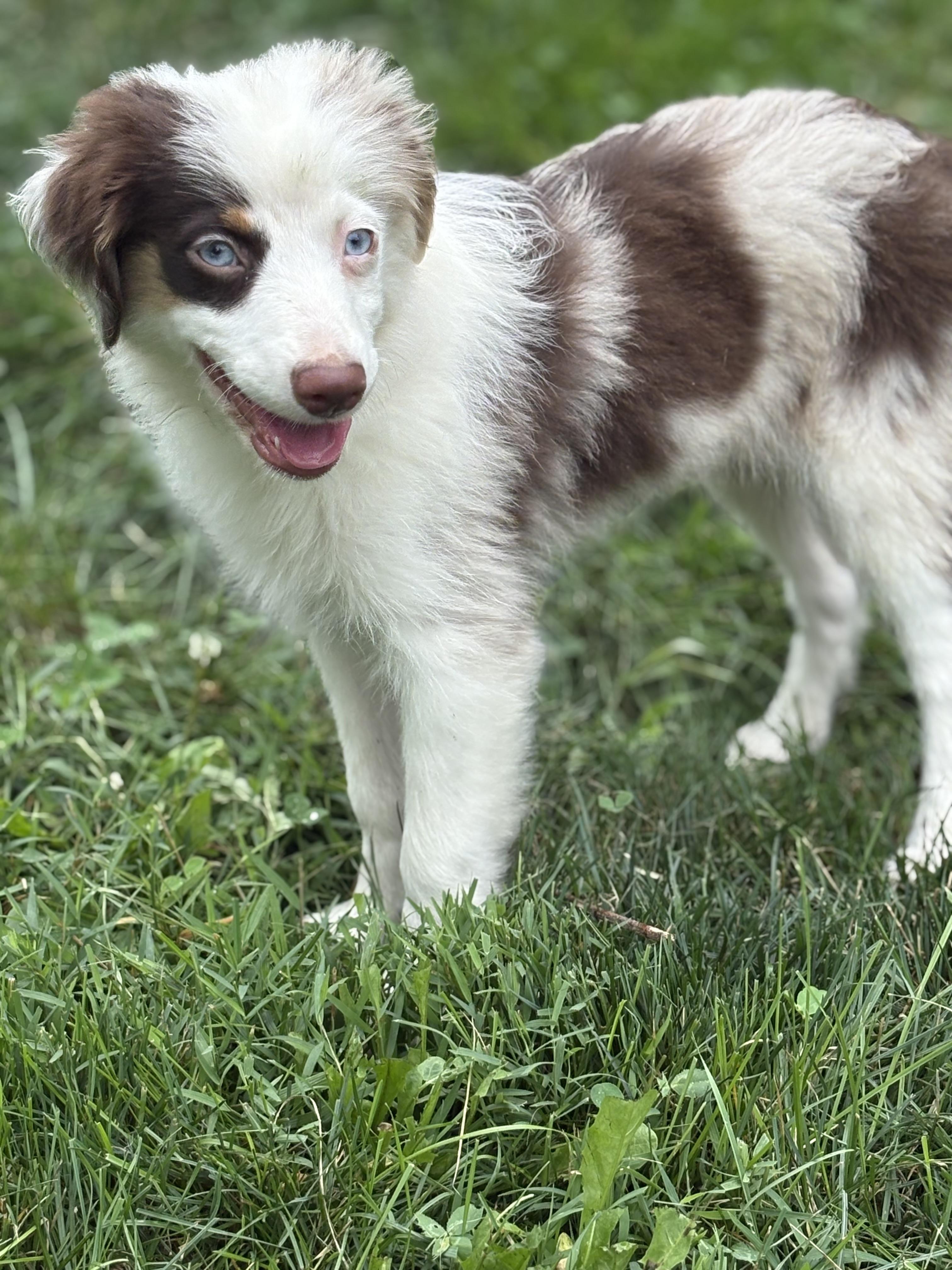 Enlarge Sky, a Adopted Australian Shepherd in Peebles, OH image 3/6