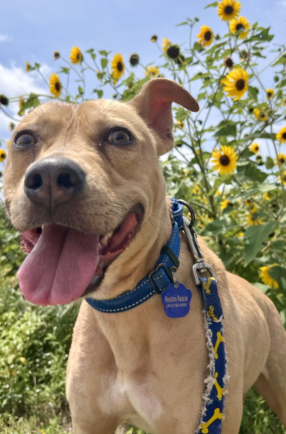 Linus, a ADOPTABLE mixed breed in Austin, TX image 6/6
