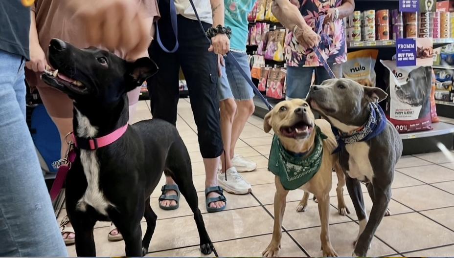 Linus, a ADOPTABLE mixed breed in Austin, TX image 5/6