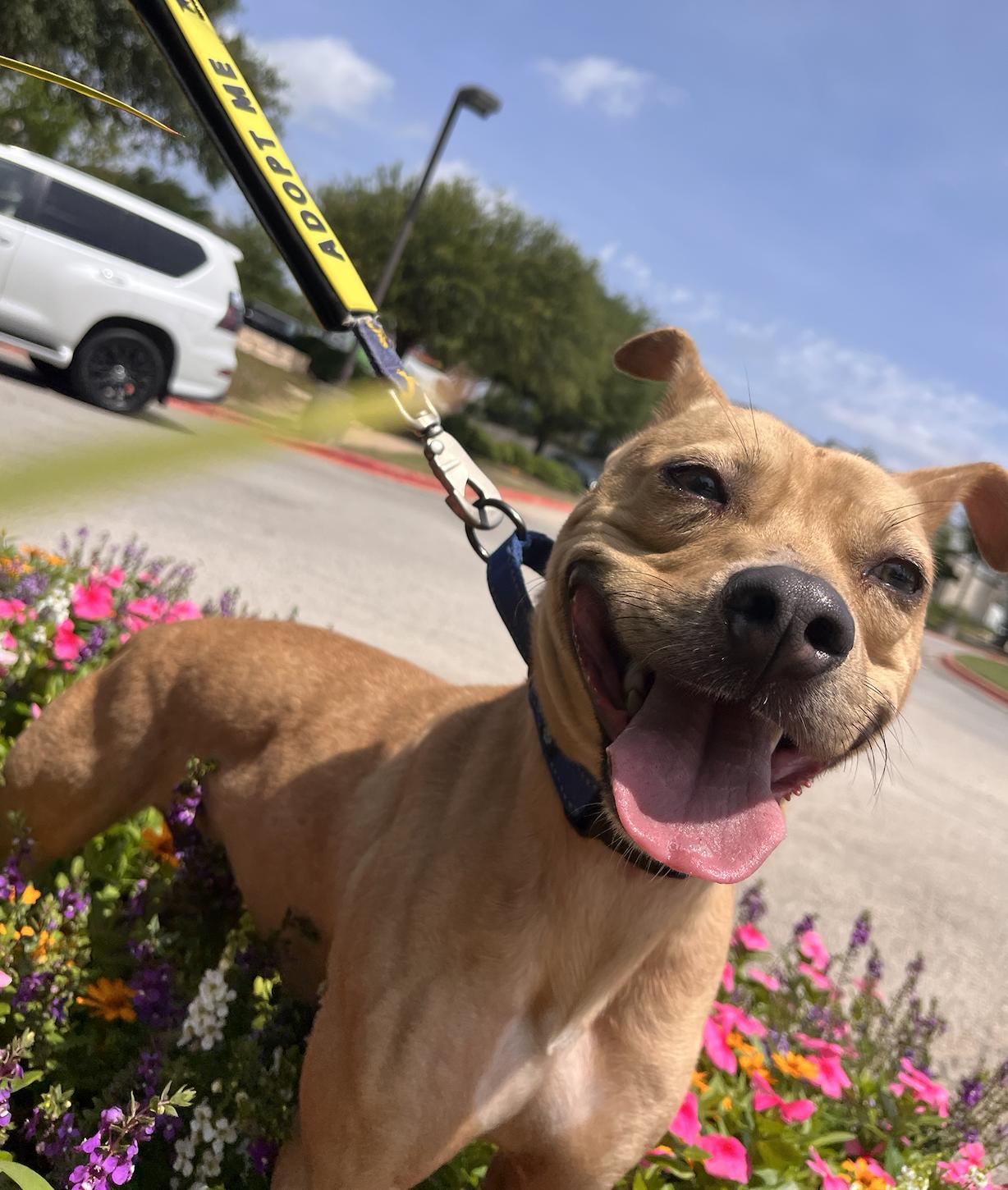 Linus, ADOPTABLE, Young Male Carolina Dog & Terrier.