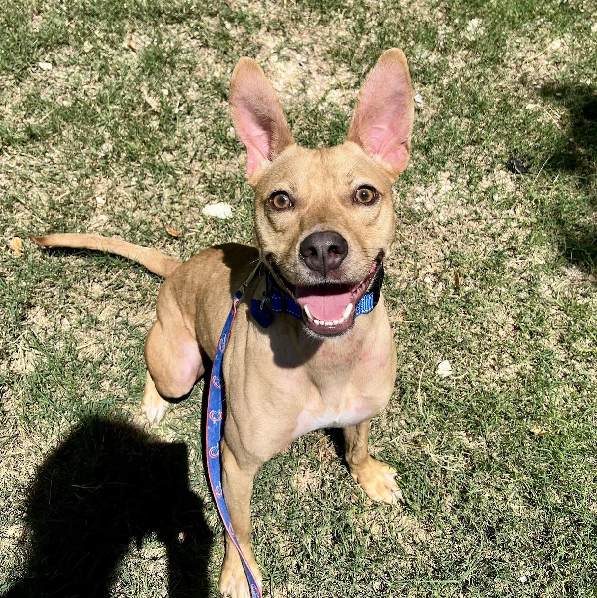 Linus, ADOPTABLE, Young Male Carolina Dog & Terrier.