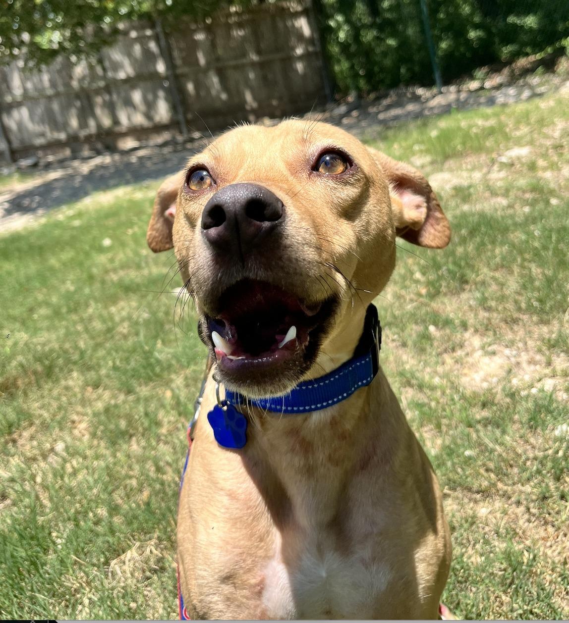 Linus, a ADOPTABLE mixed breed in Austin, TX image 2/5