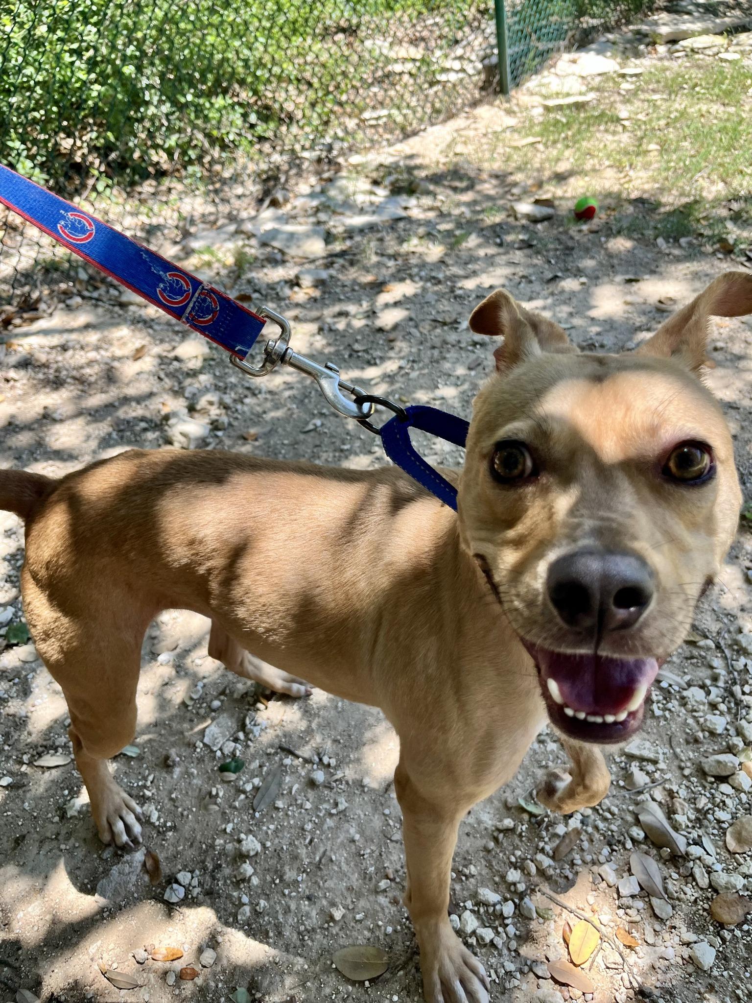 Linus, a ADOPTABLE mixed breed in Austin, TX image 3/5