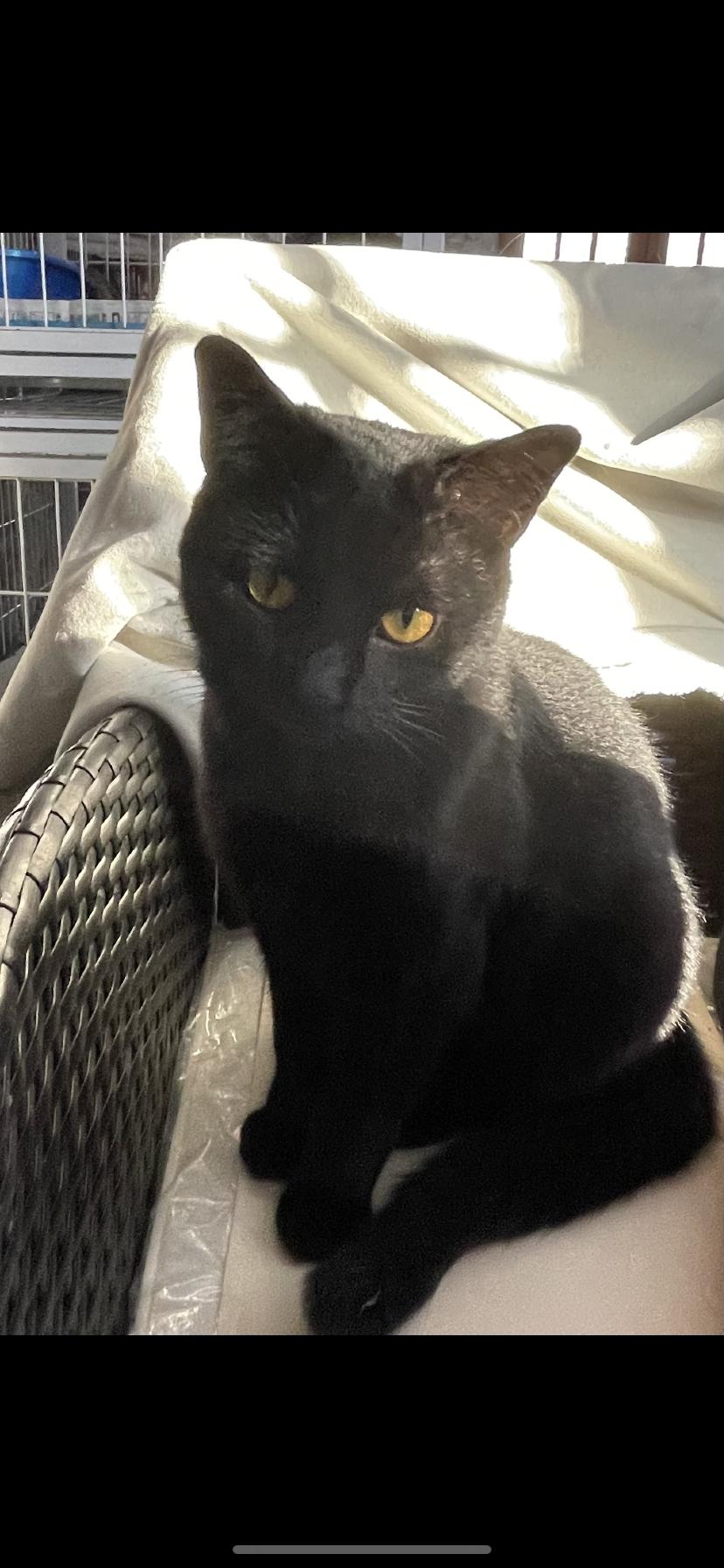 Nera, Adoptable, Adult Female Domestic Short Hair.
