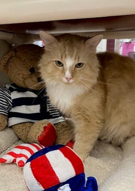 Enlarge HAROLD, a Adoptable Domestic Short Hair in Springfield, MA image 1/1