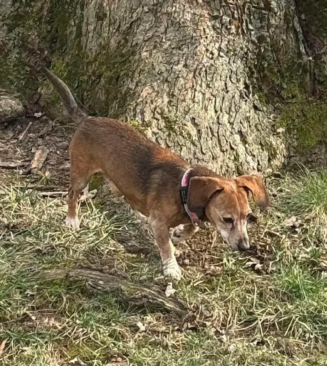 Yo, Adoptable, Senior Male Dachshund.