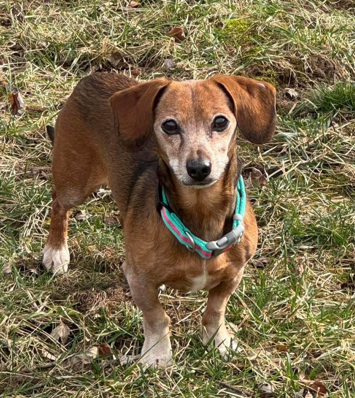 Enlarge Yo, a Adoptable Dachshund in Richmond, KY image 1/3