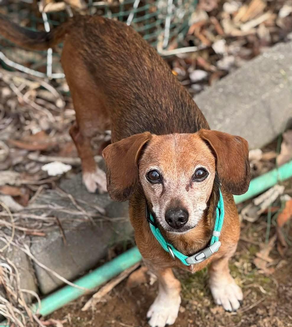 Enlarge Yo, a Adoptable Dachshund in Richmond, KY image 3/5