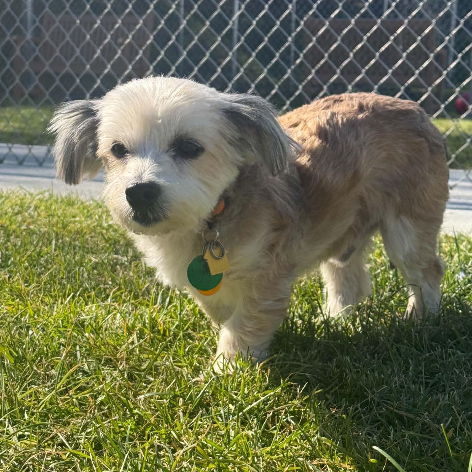 Radar - Adoptable Pet | Petfinder