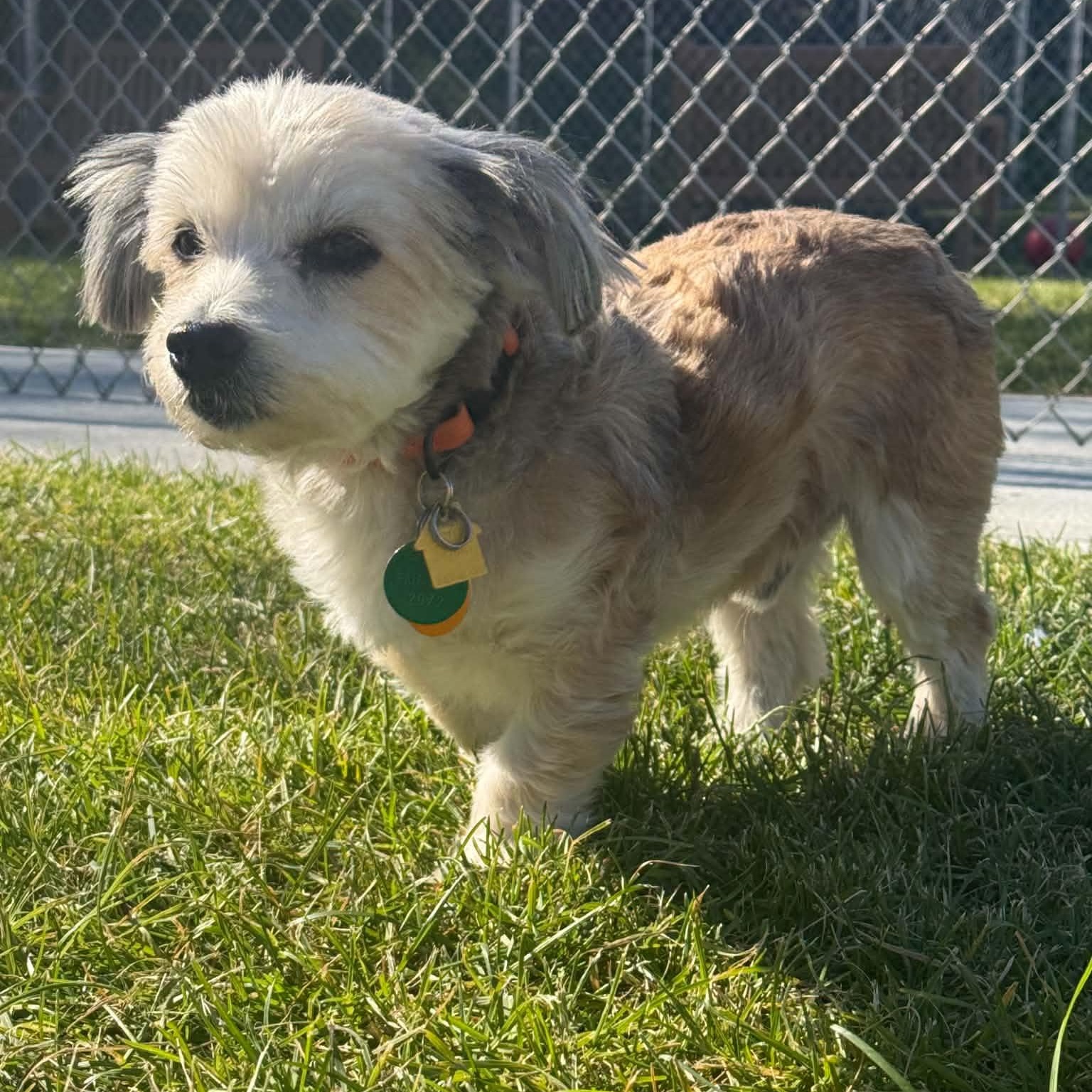 Radar - Adoptable Pet | Petfinder