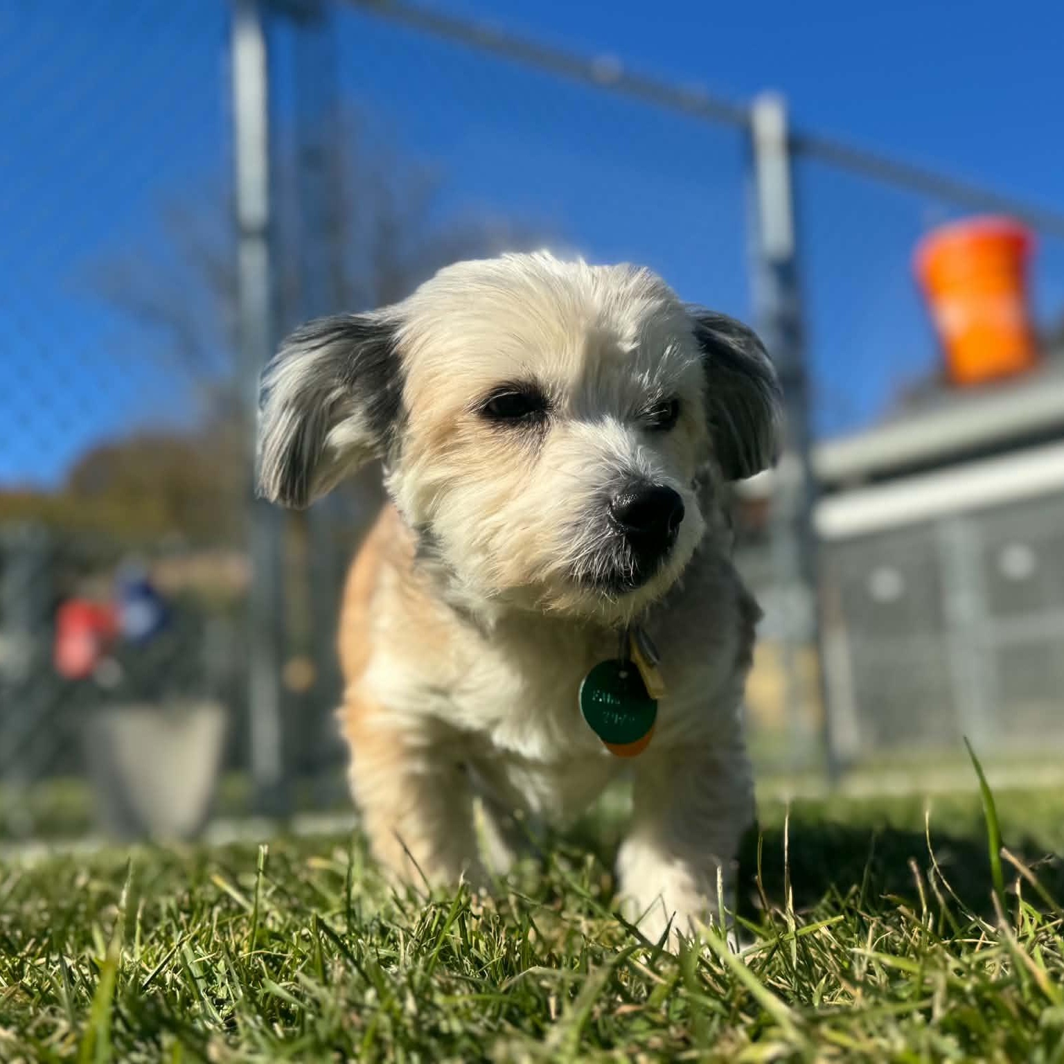Radar - Adoptable Pet | Petfinder