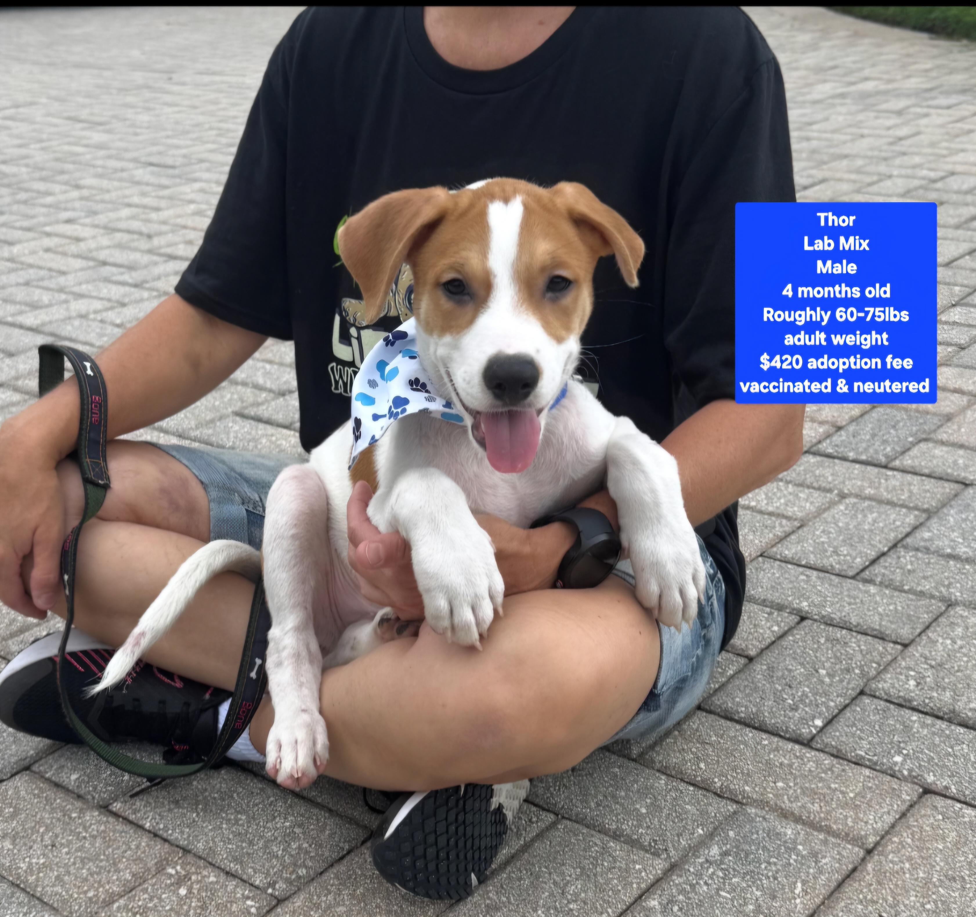 Enlarge Thor, a Adopted mixed breed in Oviedo, FL image 1/1