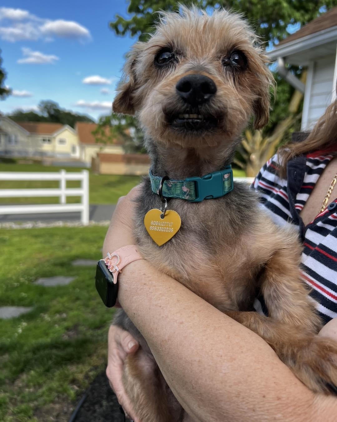 Pablo, Senior Male Yorkshire Terrier