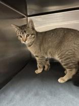 Enlarge Cassidy, a ADOPTABLE mixed breed in Boerne, TX image 3/3