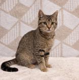 Enlarge Cassidy, a ADOPTABLE mixed breed in Boerne, TX image 1/3