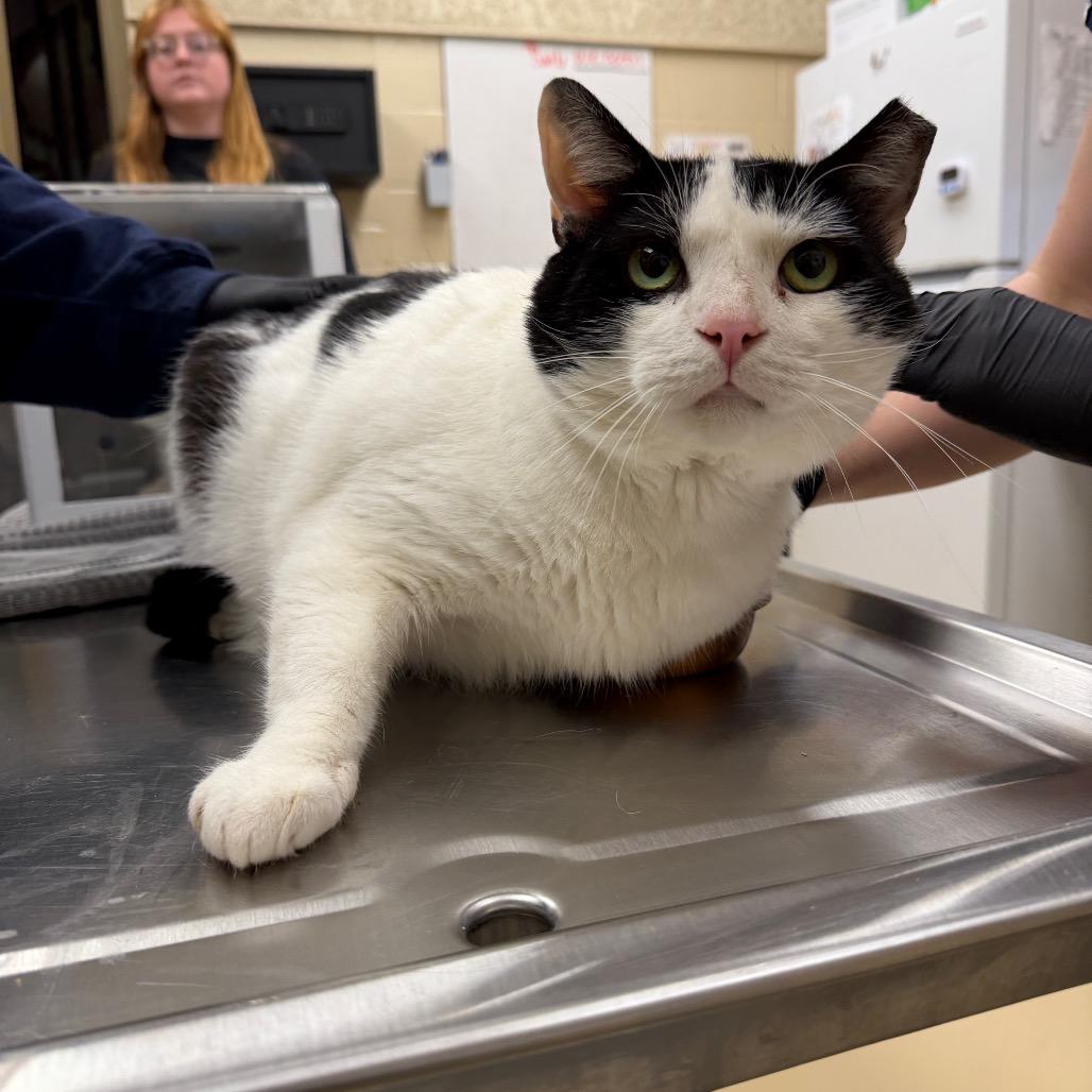 Harris, Adoptable, Adult Male Domestic Short Hair.