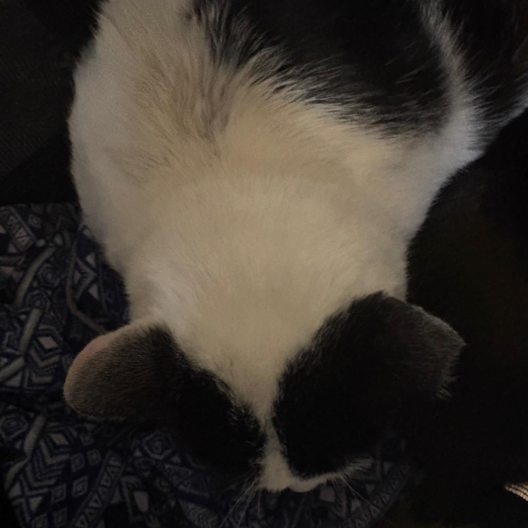 Enlarge Harris, a Adoptable Domestic Short Hair in Winston-Salem, NC image 2/2