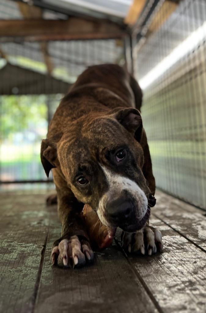 Enlarge Zeke, a Adoptable mixed breed in Waynesville, GA image 4/5