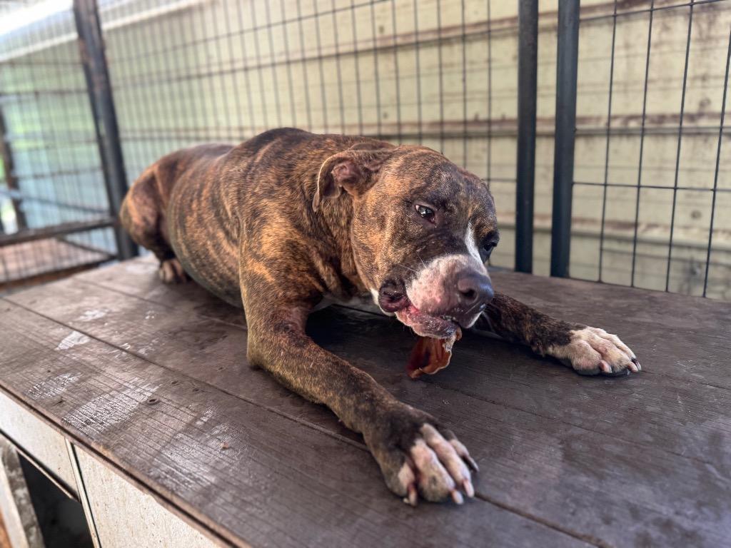 Enlarge Zeke, a Adoptable mixed breed in Waynesville, GA image 4/4