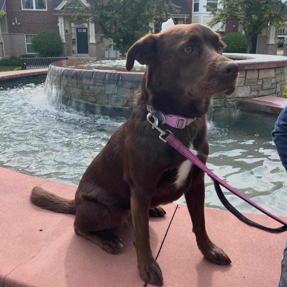 Enlarge Kota, a Adoptable mixed breed in Plymouth, MN image 2/3