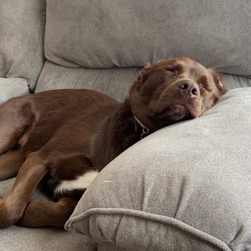 Enlarge Kota, a Adoptable mixed breed in Plymouth, MN image 3/3