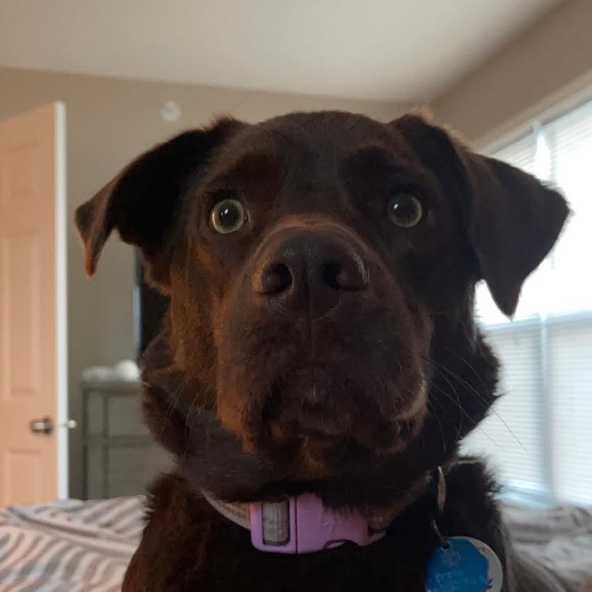 Enlarge Kota, a Adoptable mixed breed in Plymouth, MN image 1/3