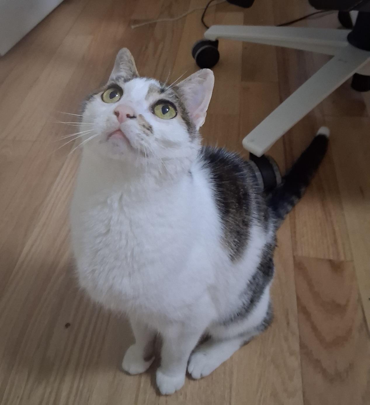 Molly, Adoptable, Senior Female Domestic Short Hair.