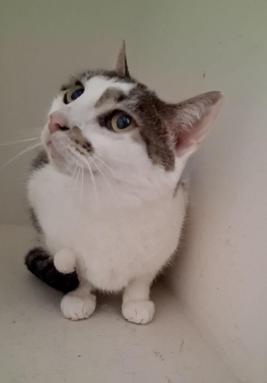 Enlarge Molly, a Adoptable Domestic Short Hair in BLACK MOUNTAIN, NC image 5/5