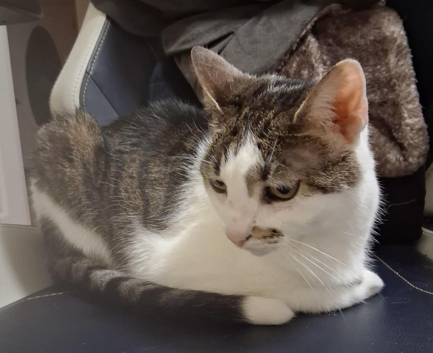 Enlarge Molly, a Adoptable Domestic Short Hair in BLACK MOUNTAIN, NC image 2/5