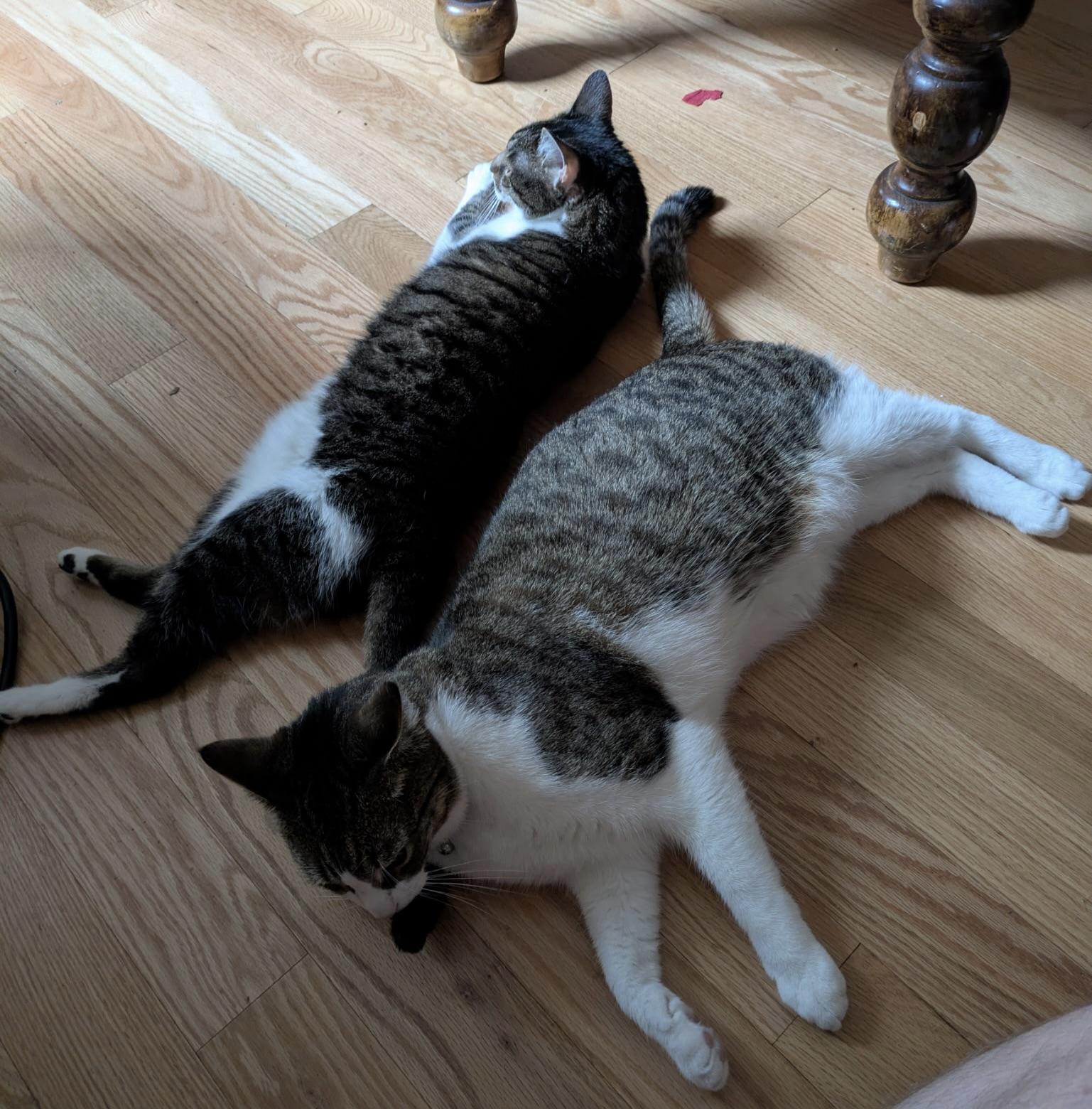 Enlarge Molly, a Adoptable Domestic Short Hair in BLACK MOUNTAIN, NC image 3/5