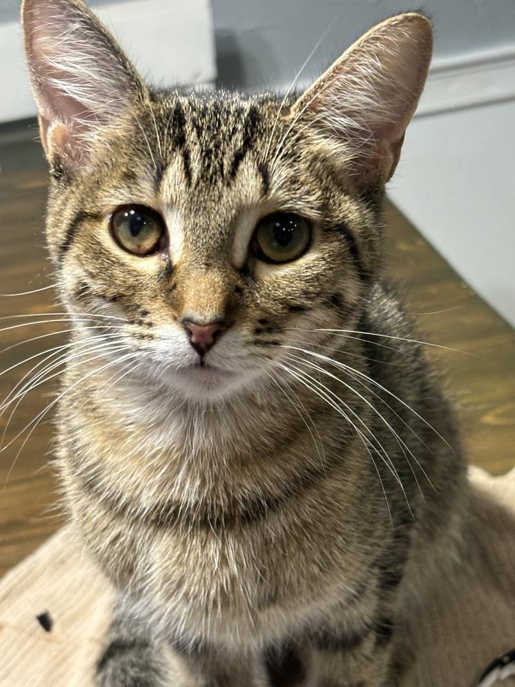 Enlarge America, a Adoptable Domestic Short Hair in Orlando, FL image 1/6