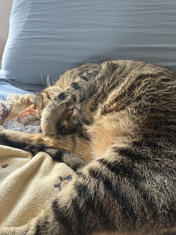 Enlarge America, a Adoptable Domestic Short Hair in Orlando, FL image 2/6