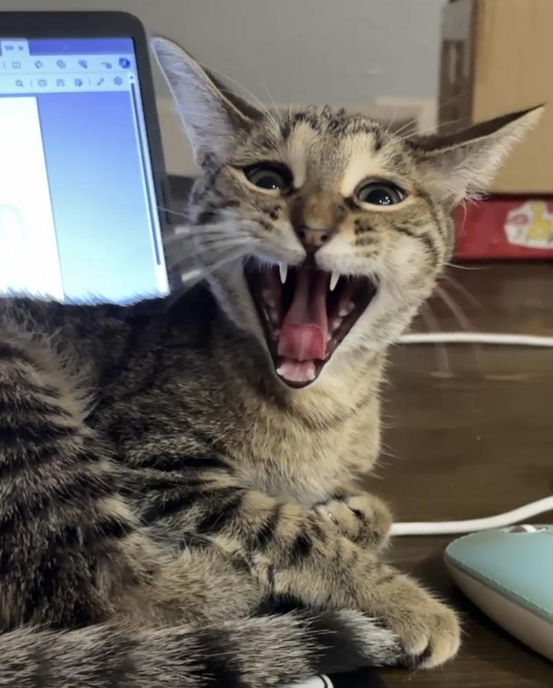 Enlarge America, a Adoptable Domestic Short Hair in Orlando, FL image 2/6