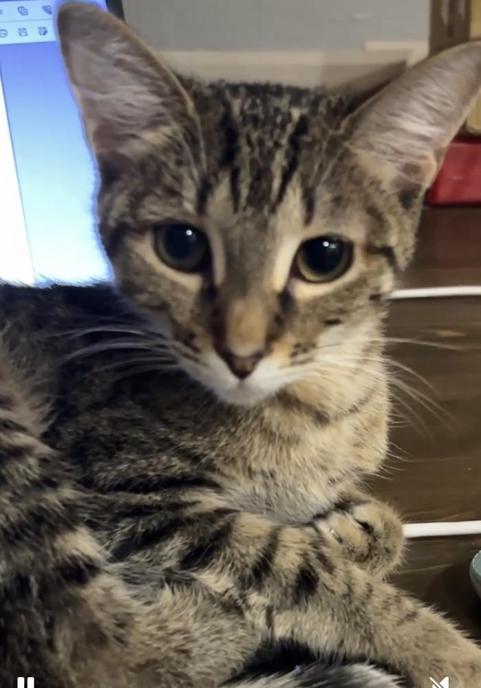 Enlarge America, a Adoptable Domestic Short Hair in Orlando, FL image 3/6