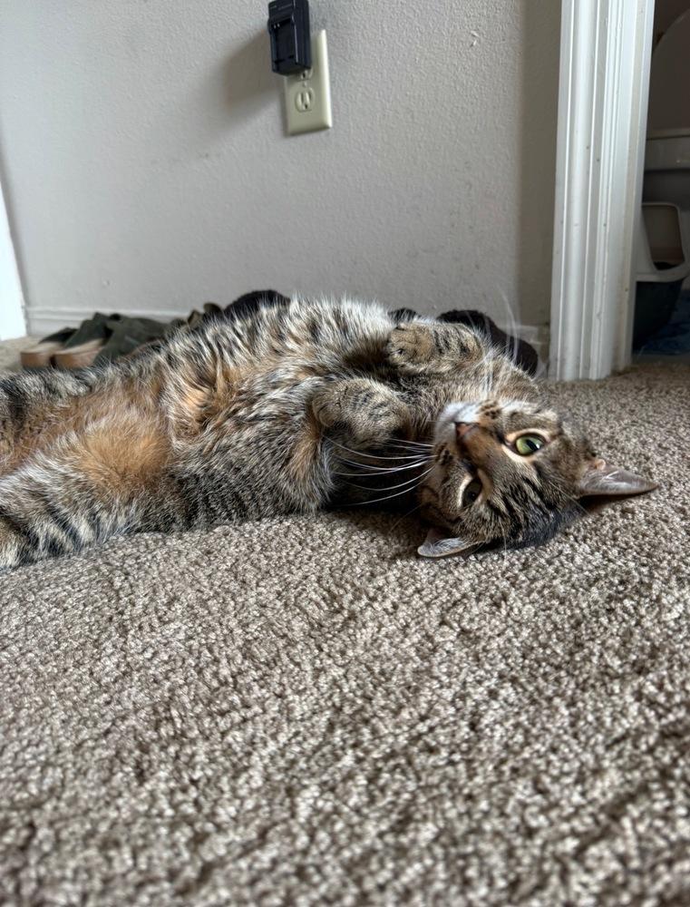 Enlarge America, a Adoptable Domestic Short Hair in Orlando, FL image 4/6