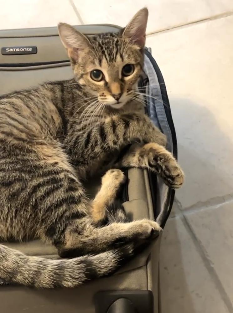 Enlarge America, a Adoptable Domestic Short Hair in Orlando, FL image 4/6