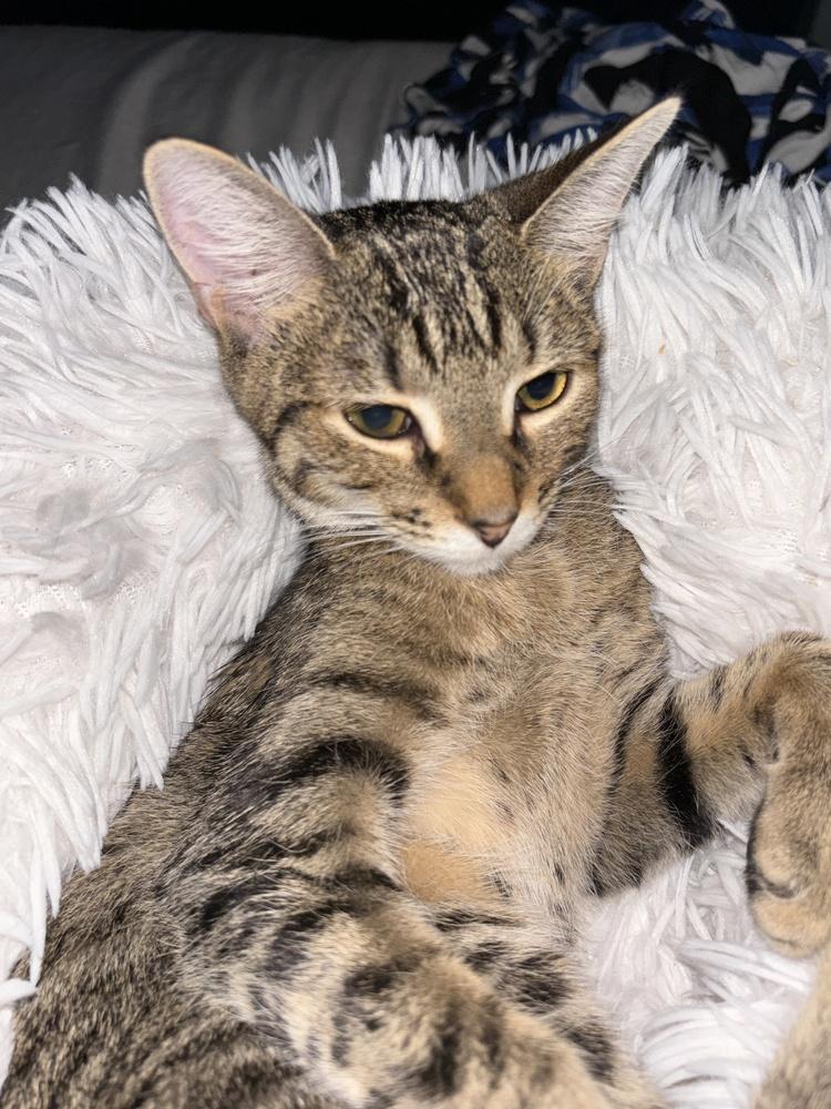 Enlarge America, a Adoptable Domestic Short Hair in Orlando, FL image 5/6