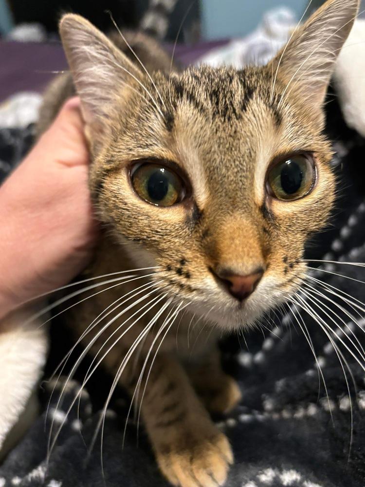 Enlarge America, a Adoptable Domestic Short Hair in Orlando, FL image 6/6