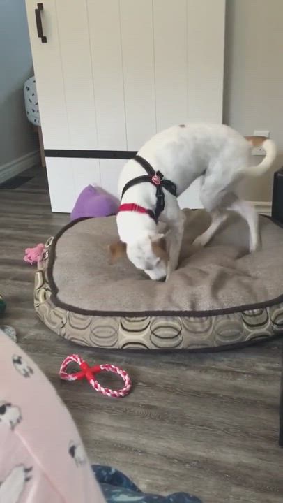 Enlarge Blanca, a Adopted mixed breed in King City, ON video 6/11