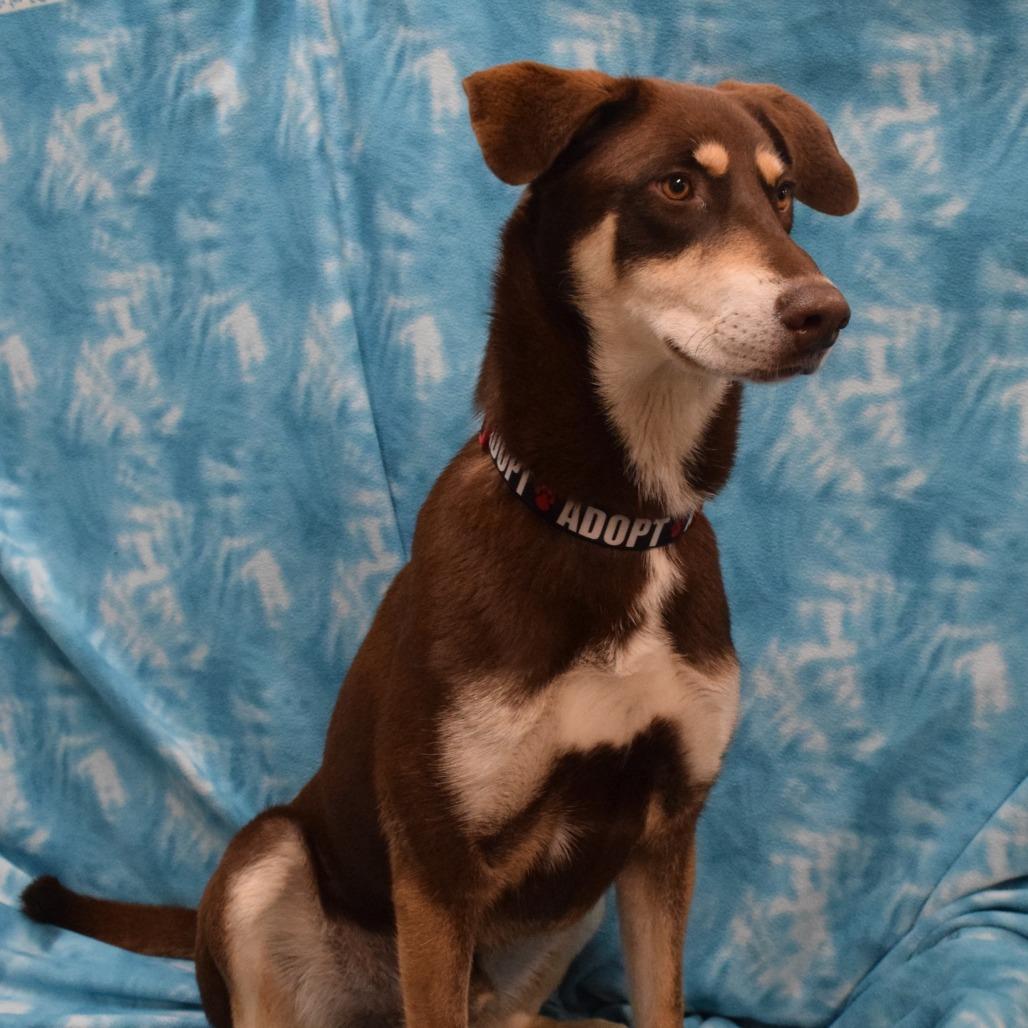 Enlarge Latte, a Adoptable Chocolate Labrador Retriever in Eureka, CA image 2/4