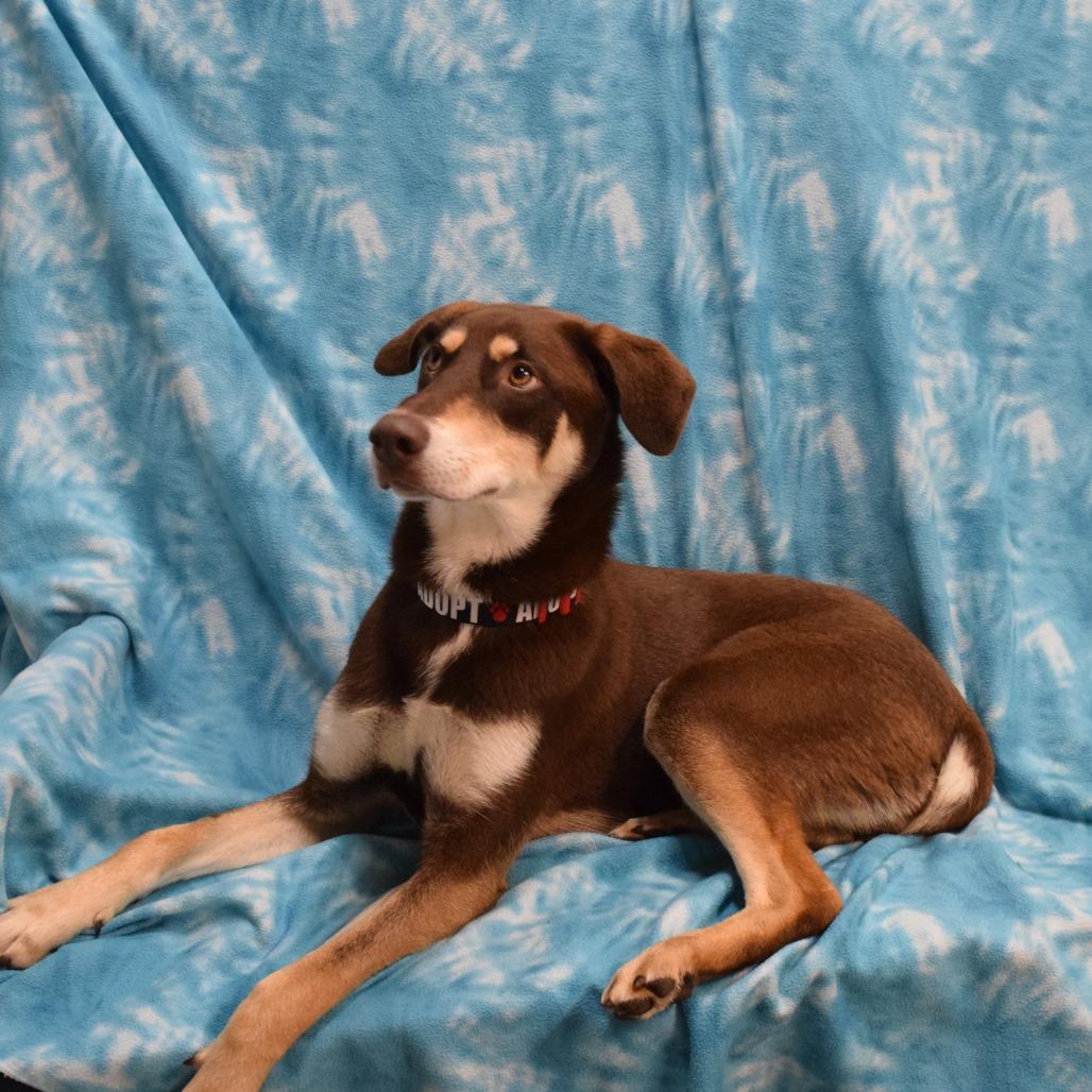 Enlarge Latte, a Adoptable Chocolate Labrador Retriever in Eureka, CA image 4/4