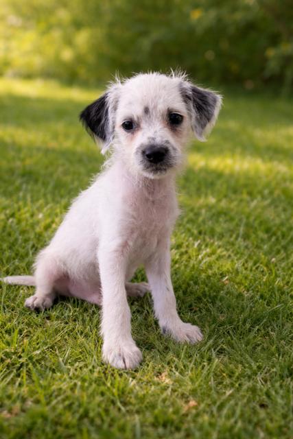 Pax, adopted, Puppy Male Terrier.